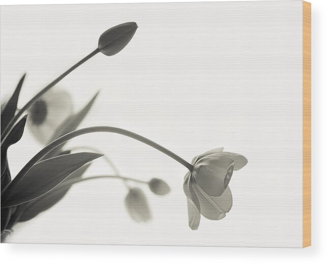 Tulip Wood Print featuring the photograph Elegant Bow by Maggie Terlecki