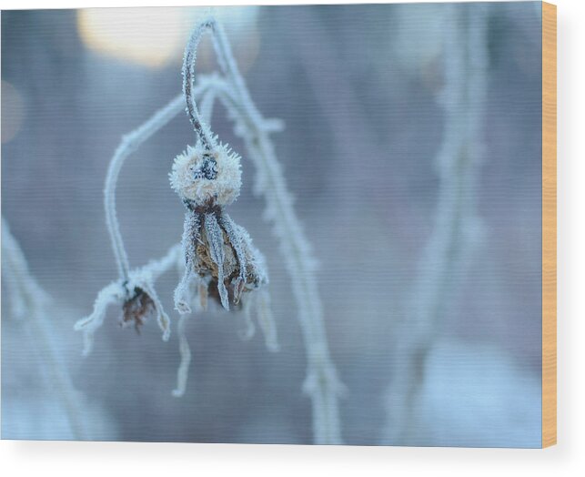 Winter Foliage Wood Print featuring the photograph Elements Of Nature by Fraida Gutovich