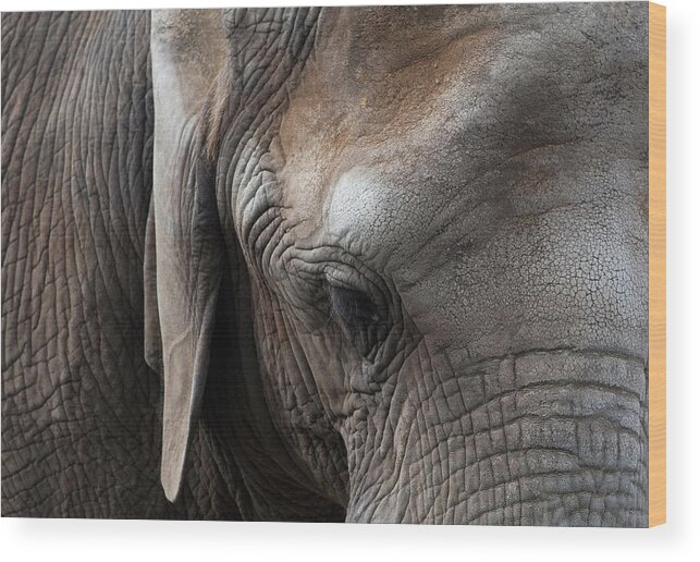 Elephant Wood Print featuring the photograph Elephant Eye by Lorraine Devon Wilke