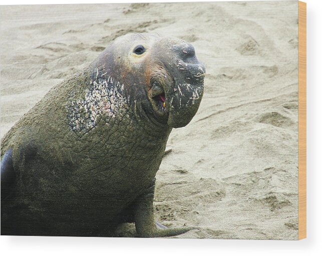 Elephant Seal Wood Print featuring the photograph Elephant Seal by Anthony Jones