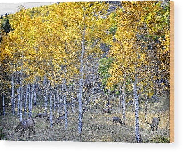 Nature Wood Print featuring the photograph Elk in RMNP Colorado by Nava Thompson