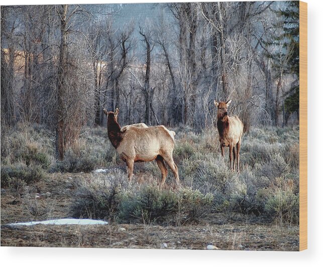 Elk Wood Print featuring the photograph Elk by Jim Hill