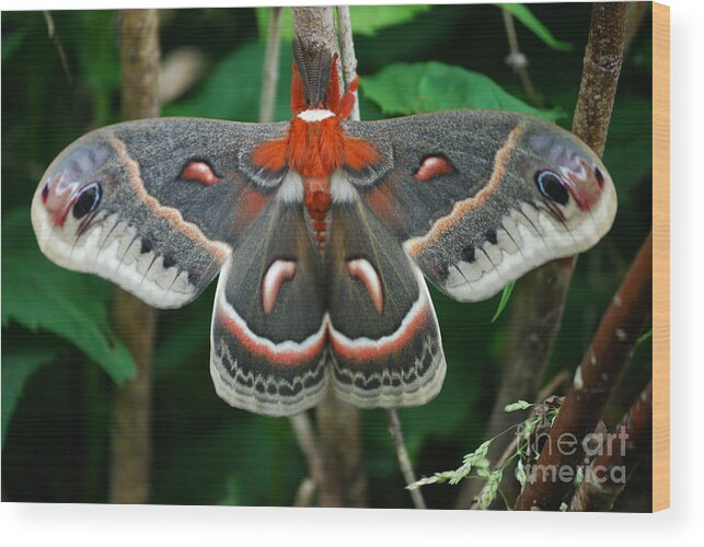 Cecropia Moth Wood Print featuring the photograph Emergence by Randy Bodkins