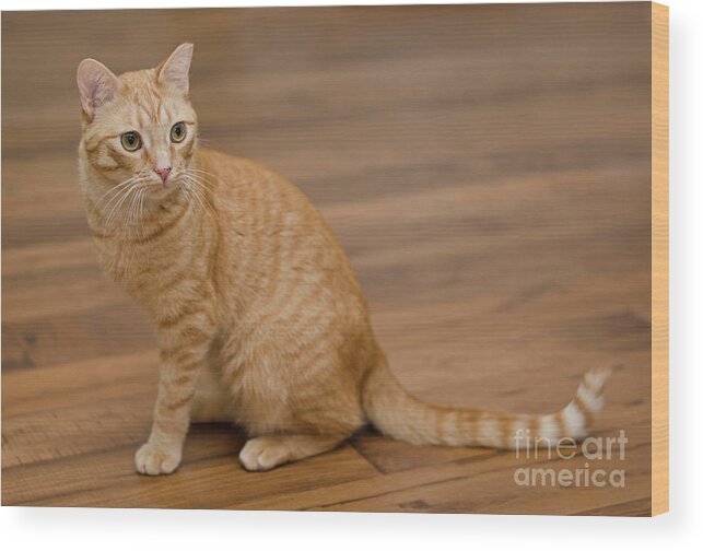 Red Tabby Cat Wood Print featuring the photograph Enrique 1 by Irina ArchAngelSkaya