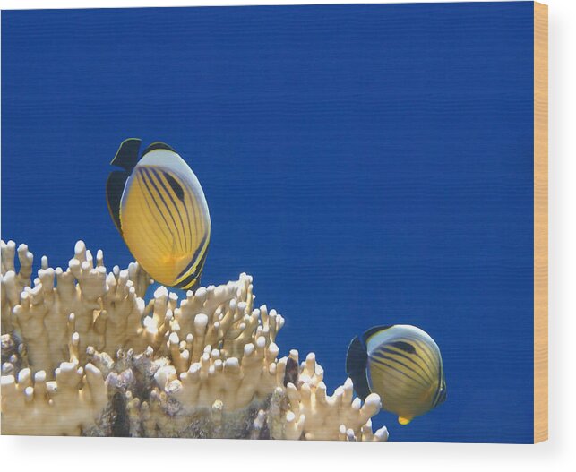 Sea Wood Print featuring the photograph Exquisite Butterflyfish and Corals 3 by Johanna Hurmerinta