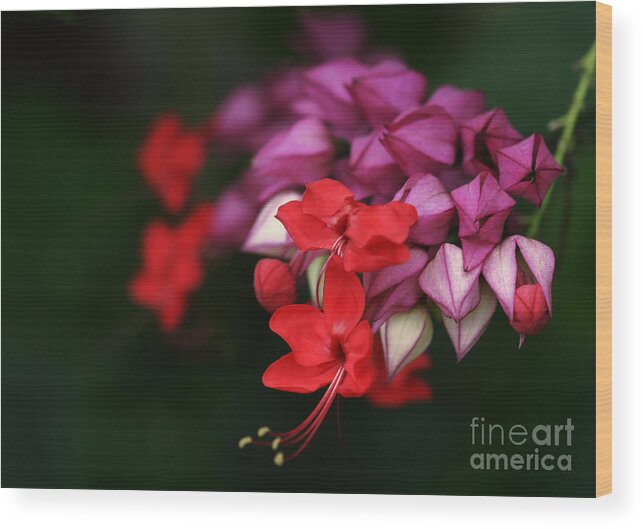 Flower Wood Print featuring the photograph Faith Holds Fast by Linda Shafer