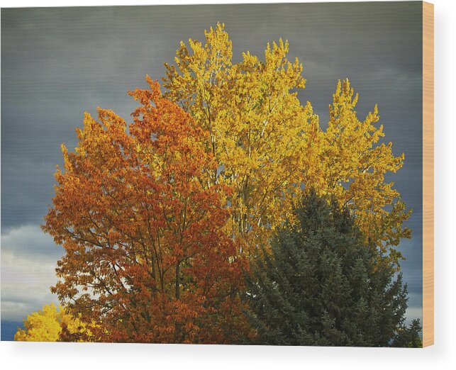 Sierra Nevadas Wood Print featuring the photograph Fall Color Trees by Waterdancer 