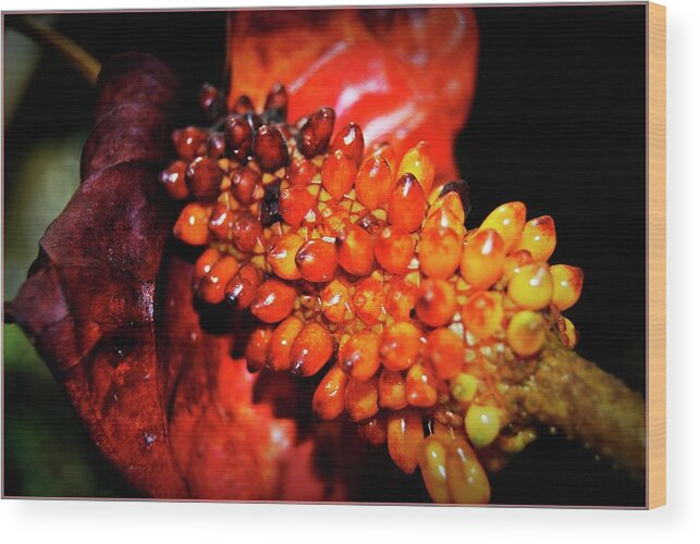 Pods Wood Print featuring the photograph Fall Fiesta by Angela Murray