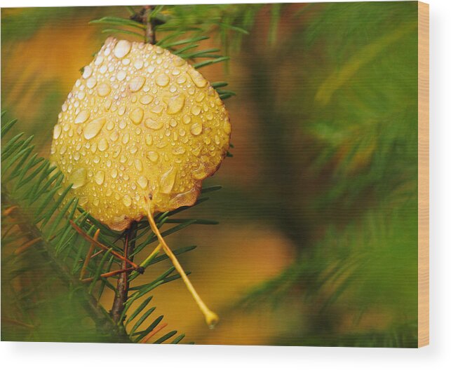 Fall Wood Print featuring the photograph Fall Raindrops by Adam Pender