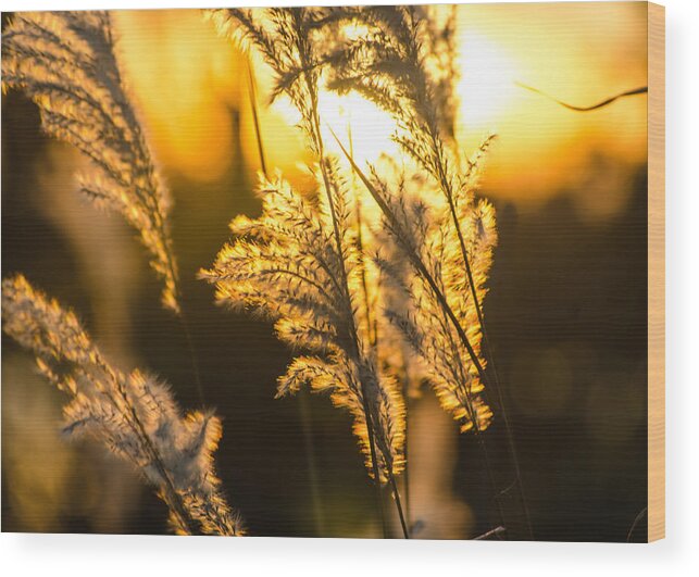 Sunset Wood Print featuring the photograph Fall Sunset by Tom Potter