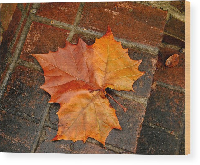 Leaf Wood Print featuring the photograph Fallen by Nathan Little