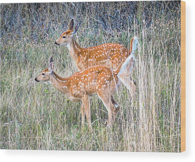 Deer Fawns Wood Print featuring the photograph Fawns at Bigfork by L J Oakes