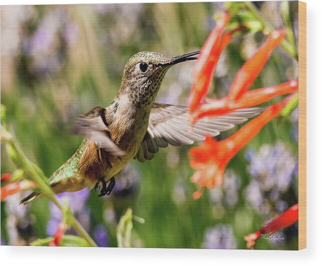 Broadtail Hummingbird Wood Print featuring the photograph Female Broadtail Humingbird by Tim Kathka