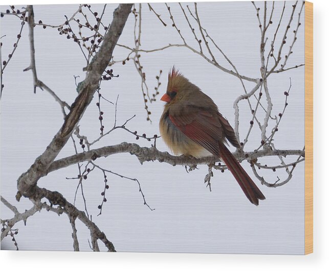Northern Cardinal Wood Print featuring the photograph Female Northern Cardinal by Holden The Moment