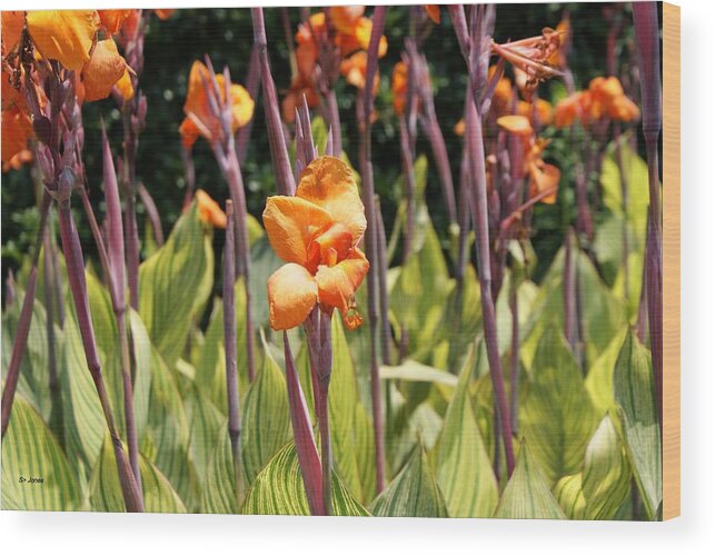 Floral Wood Print featuring the photograph Field for Iris by Shelley Jones