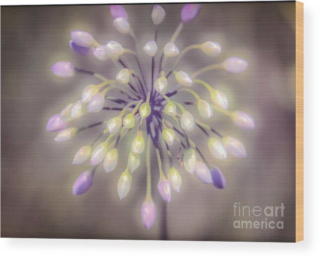 Peggy Franz Photography Wood Print featuring the photograph Fireworks Wildflowers by Peggy Franz