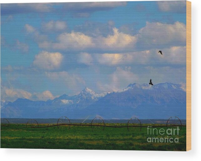 First Snow Shows On The San Juans In The Distance Over The Alfalfa Fields From Nucla Mesa Colorado Wood Print featuring the digital art First snow by Annie Gibbons