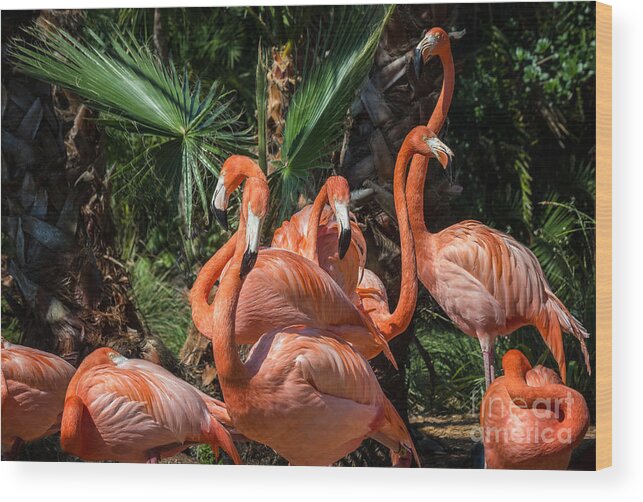 Chinese Fan Palm Wood Print featuring the photograph Flamingo Family by Liesl Walsh