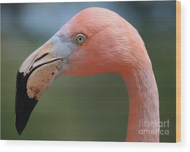 Flamingo Wood Print featuring the photograph Flamingo Protrait by Marty Fancy