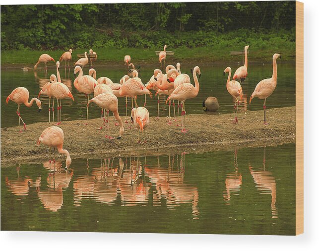 Bronx Zoo Wood Print featuring the photograph Flamingos by Gordon Ripley