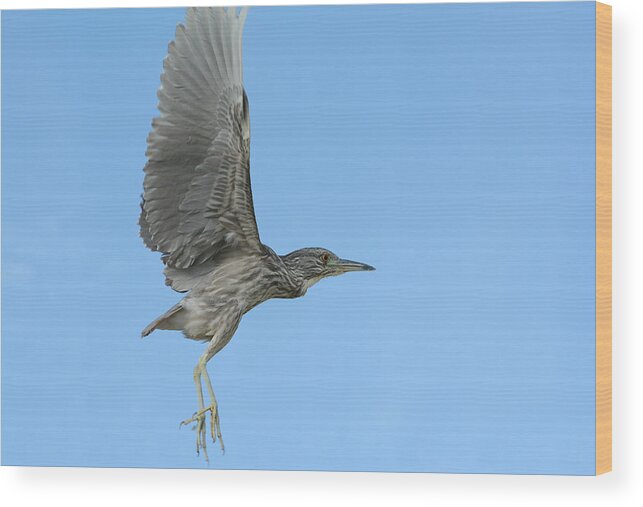 Juvenile Black Crowned Night Heron Wood Print featuring the photograph Flight of the Night Heron by Fraida Gutovich