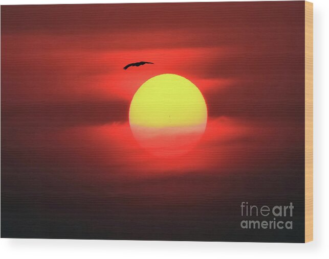 Sun Wood Print featuring the photograph Flight to the Sun by Roger Becker