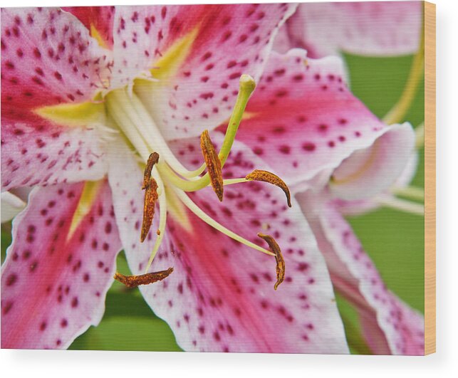 Flower Wood Print featuring the photograph Flower Macro by Edward Myers