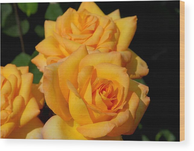 Rose Wood Print featuring the photograph Flowers 714 by Joyce StJames