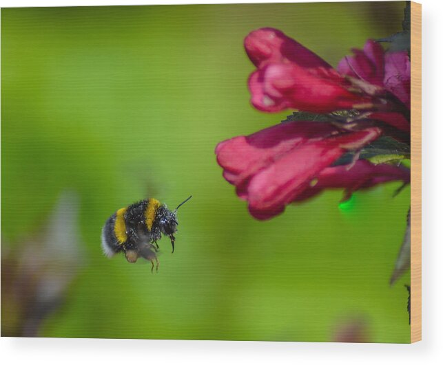 Honey Wood Print featuring the photograph Flying Bumblebee by Rainer Kersten