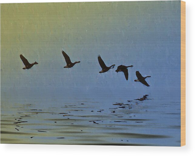Duck Wood Print featuring the photograph Flying Low by Bill Cannon