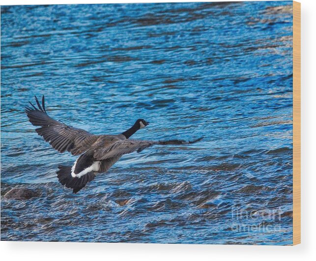 Wildlife Wood Print featuring the photograph Flying Over Rough Waters by James Stewart