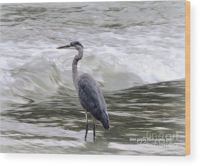 Great Blue Heron Wood Print featuring the photograph Forget Me Never by Tami Quigley