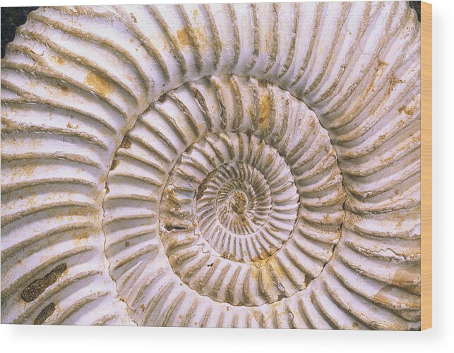 Mp Wood Print featuring the photograph Fossil Of Ammonite, Madagascar by Pete Oxford