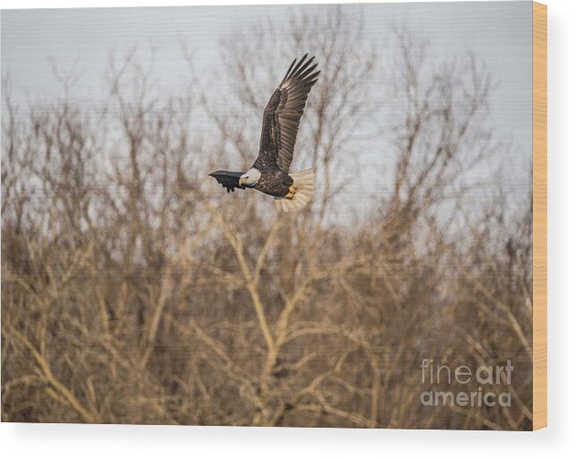 Fox River Wood Print featuring the photograph Fox River Eagles - 4 by David Bearden