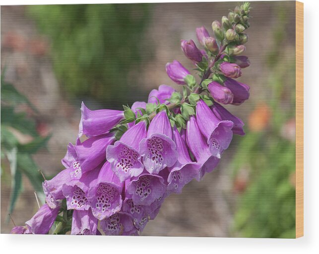 Photograph Wood Print featuring the photograph Foxglove by Suzanne Gaff
