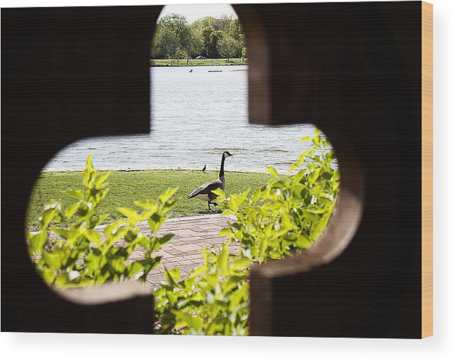 Bushes Wood Print featuring the photograph Framed Nature by Milena Ilieva