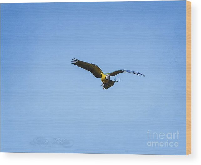 Photoshop Wood Print featuring the photograph Free Flying Macaw by Melissa Messick
