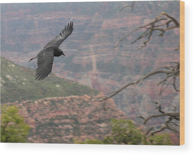 Grand Canyon Soaring Bird Crow Animal Wood Print featuring the photograph Freedom by Harold Piskiel