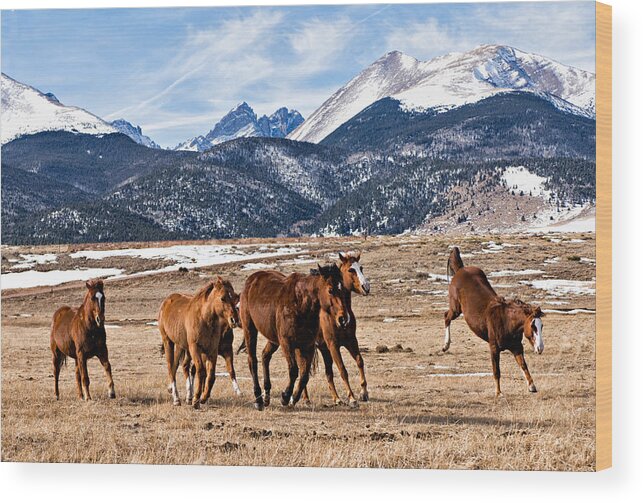 Colorado Wood Print featuring the photograph Frisky on the Range by Elin Skov Vaeth
