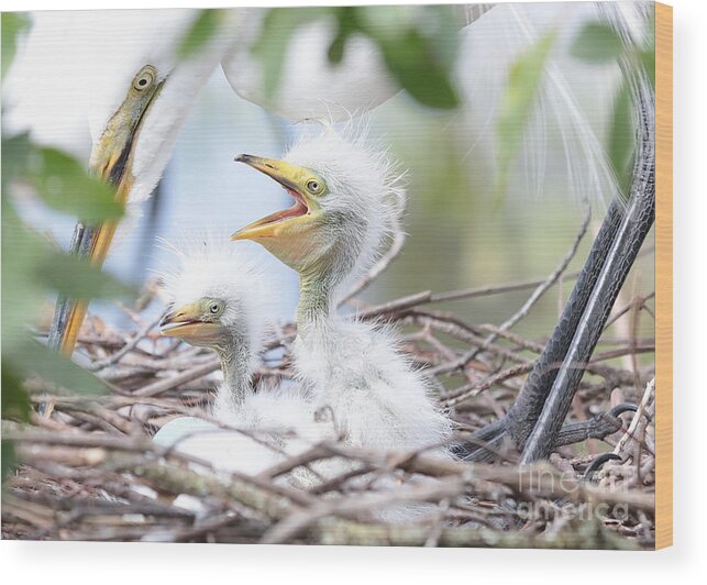 Baby Egrets Wood Print featuring the photograph Fun Baby Egrets with Mom by Carol Groenen