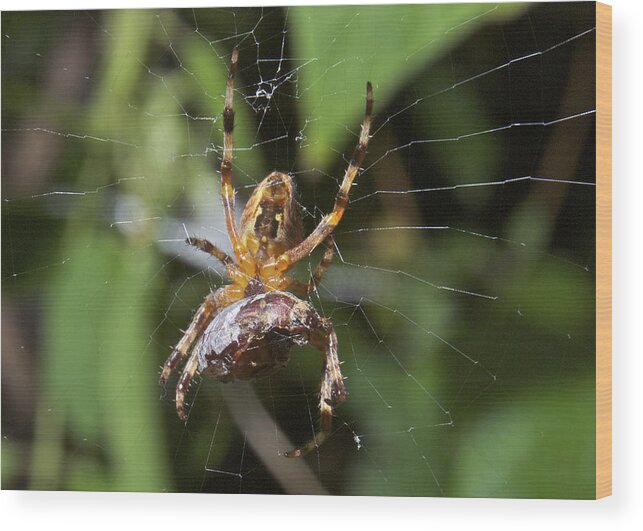 Spider Wood Print featuring the photograph Garden Spider with a June Bug by Michael Peychich