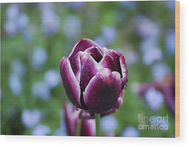 Tulip Wood Print featuring the photograph Garden Tulip with Rain Drops on a Spring Day by DejaVu Designs