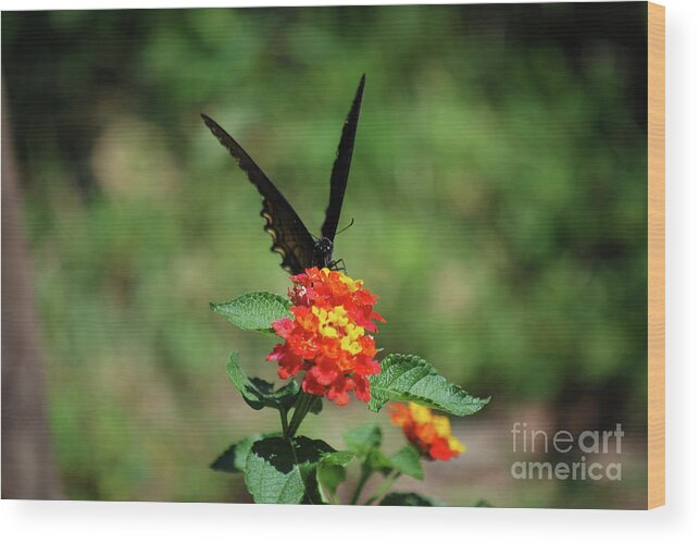 Swallowtail Wood Print featuring the photograph Give me a V by Lori Tambakis