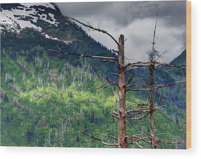 Scenic Wood Print featuring the photograph Glacier Sunlight by Doug Davidson