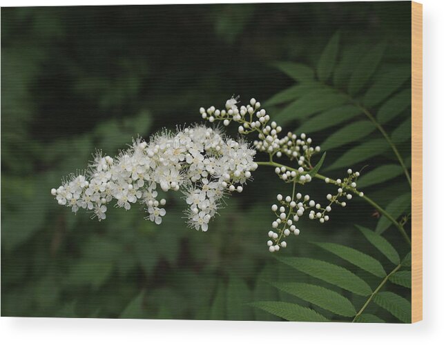 Usa Wood Print featuring the photograph Goat's Beard Bush White Bloom by Holly Eads