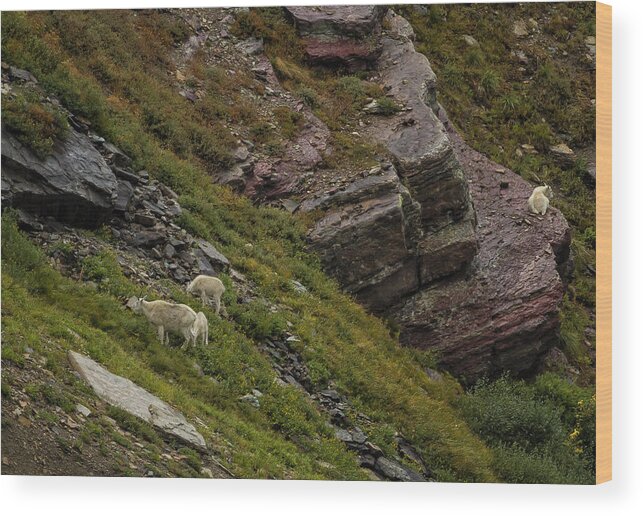 Mountain Goats Wood Print featuring the photograph Goats Grazing Below Grinnell Glacier Trail by Belinda Greb