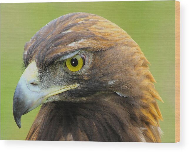 Golden Eagle Wood Print featuring the photograph Golden Eagle by Shane Bechler