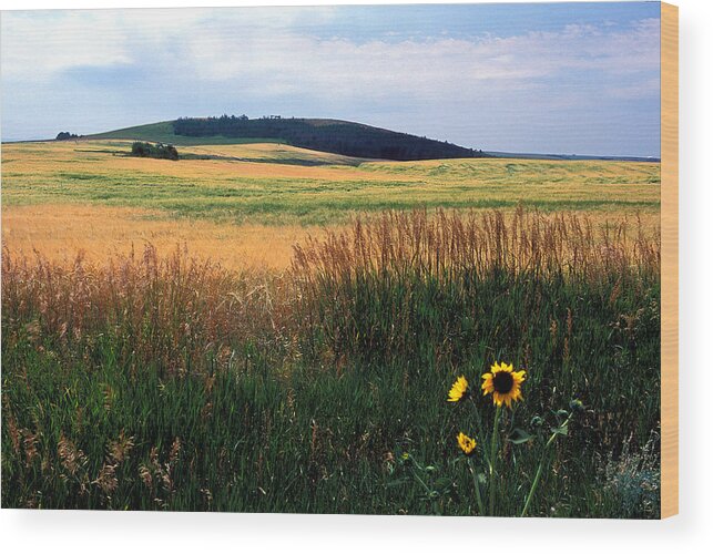 Landscapes Wood Print featuring the photograph Golden Fields Forever by Kathy Yates
