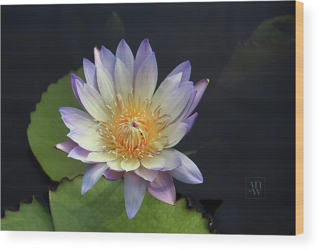 Water Lilies Wood Print featuring the photograph Golden Hue by Yvonne Wright