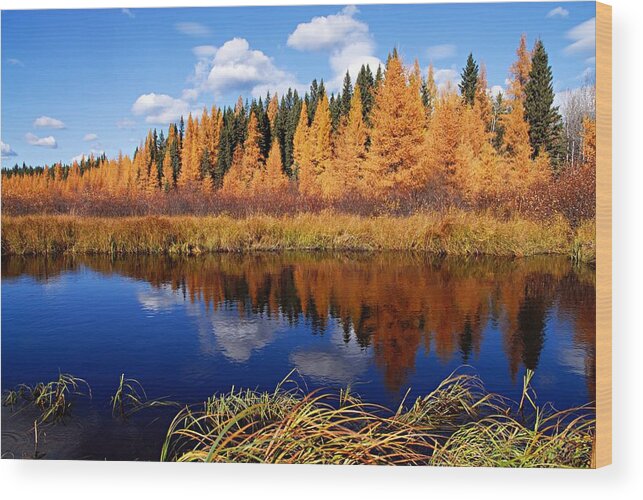 Spruce River Wood Print featuring the photograph Golden Tamaracks along the Spruce River by Larry Ricker